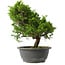 Juniperus chinensis Itoigawa, 28,5 cm, ± 15 anni