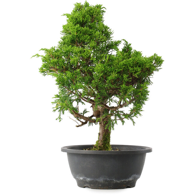 Juniperus chinensis Itoigawa, 34,5 cm, ± 15 Jahre alt