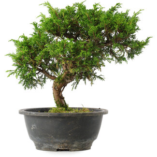 Juniperus chinensis Itoigawa, 25 cm, ± 15 jaar oud