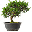 Juniperus chinensis Itoigawa, 25 cm, ± 15 jaar oud