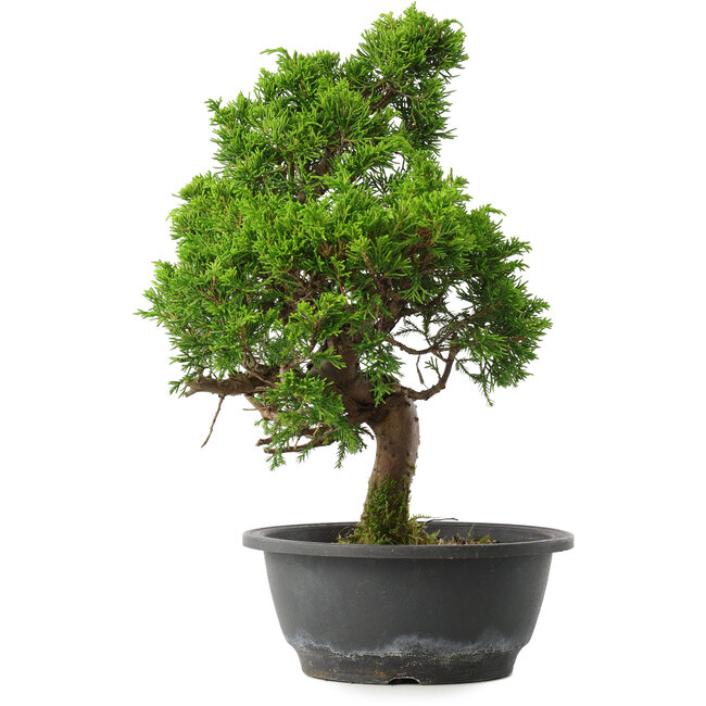Juniperus chinensis Itoigawa, 34,5 cm, ± 15 ans