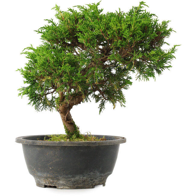 Juniperus chinensis Itoigawa, 25 cm, ± 15 jaar oud