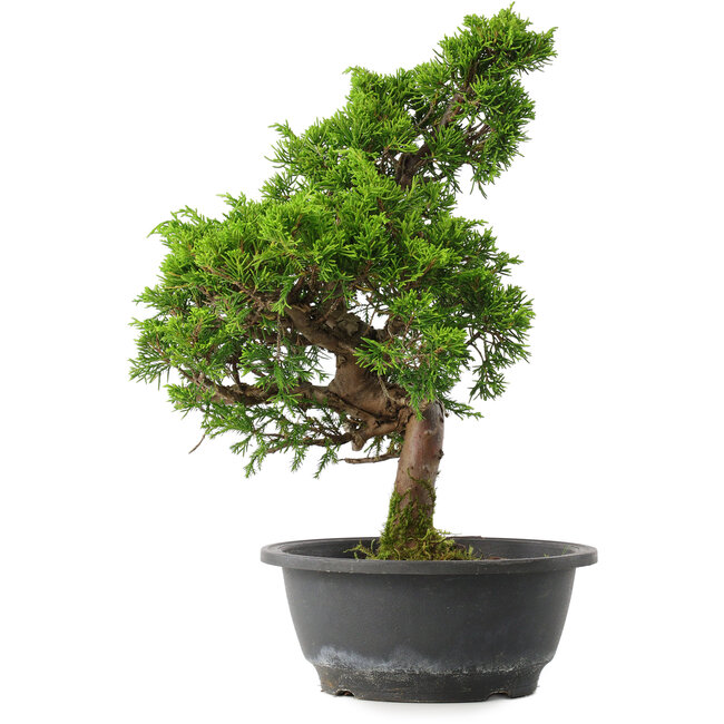 Juniperus chinensis Itoigawa, 34,5 cm, ± 15 jaar oud