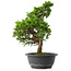 Juniperus chinensis Itoigawa, 34,5 cm, ± 15 jaar oud