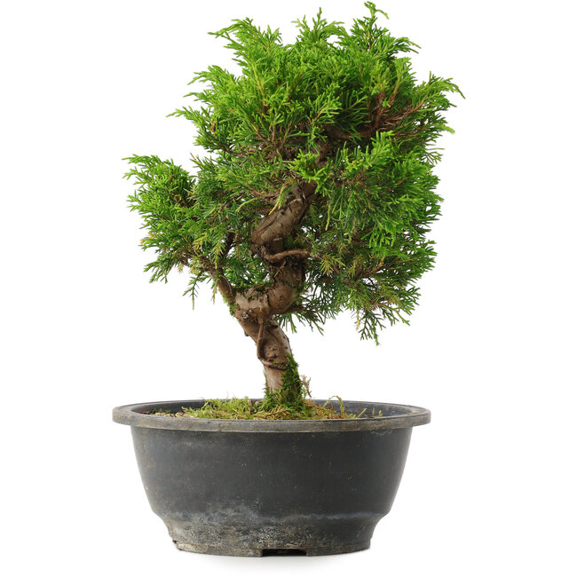Juniperus chinensis Itoigawa, 25 cm, ± 15 jaar oud