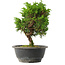 Juniperus chinensis Itoigawa, 25 cm, ± 15 jaar oud