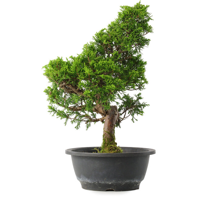 Juniperus chinensis Itoigawa, 34,5 cm, ± 15 jaar oud