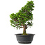 Juniperus chinensis Itoigawa, 34,5 cm, ± 15 jaar oud