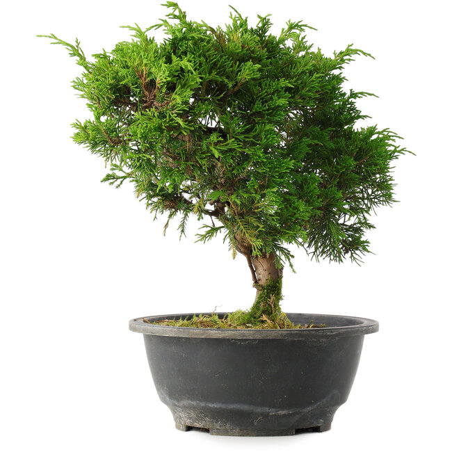 Juniperus chinensis Itoigawa, 25 cm, ± 15 años