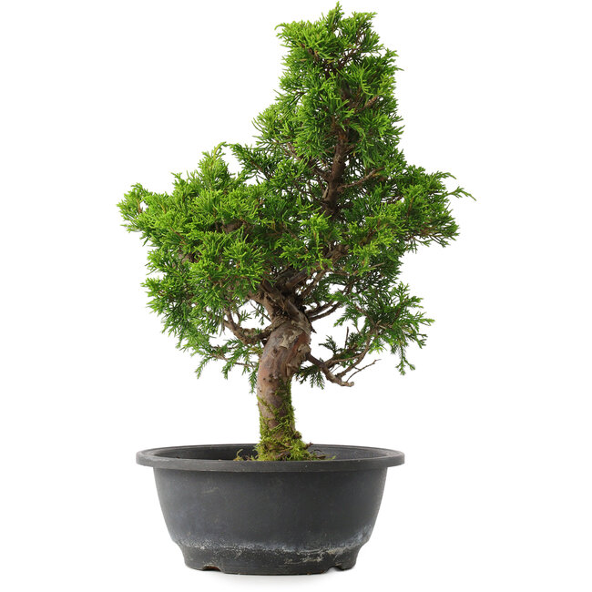 Juniperus chinensis Itoigawa, 34,5 cm, ± 15 ans