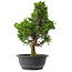Juniperus chinensis Itoigawa, 34,5 cm, ± 15 jaar oud