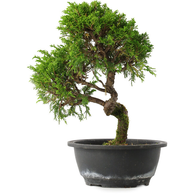 Juniperus chinensis Itoigawa, 30,5 cm, ± 15 jaar oud