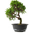 Juniperus chinensis Itoigawa, 30,5 cm, ± 15 jaar oud