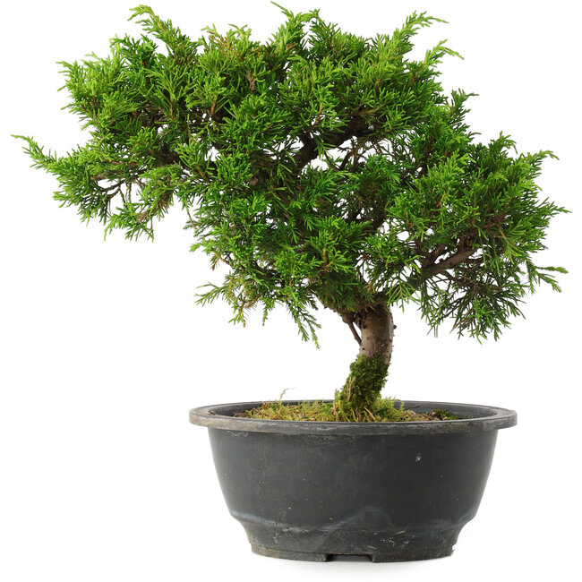 Juniperus chinensis Itoigawa, 25 cm, ± 15 años