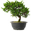 Juniperus chinensis Itoigawa, 25 cm, ± 15 jaar oud