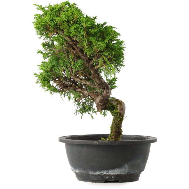 Juniperus chinensis Itoigawa, 30,5 cm, ± 15 years old