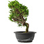 Juniperus chinensis Itoigawa, 30,5 cm, ± 15 jaar oud