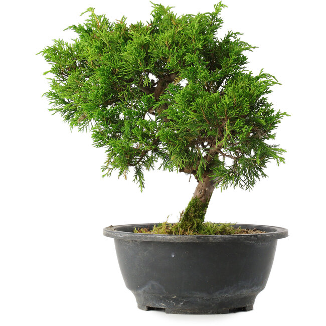 Juniperus chinensis Itoigawa, 25 cm, ± 15 ans