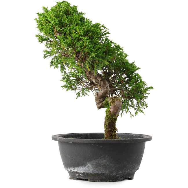 Juniperus chinensis Itoigawa, 30,5 cm, ± 15 años