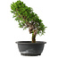 Juniperus chinensis Itoigawa, 30,5 cm, ± 15 jaar oud