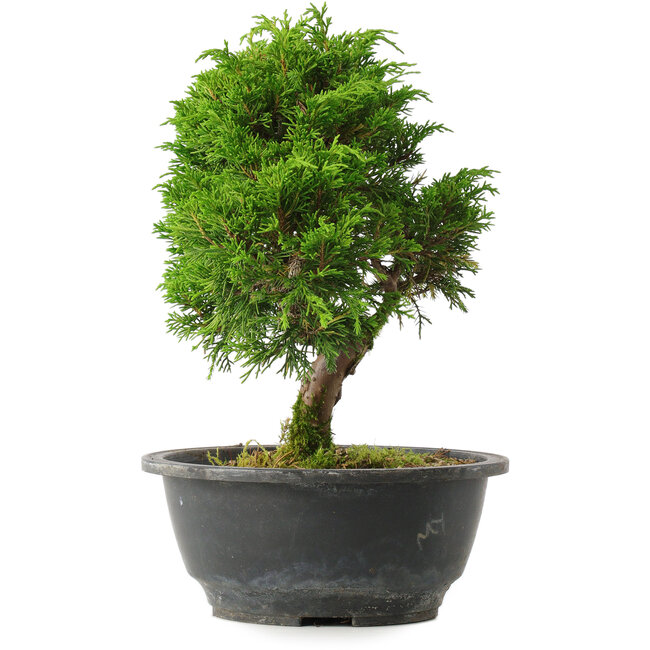 Juniperus chinensis Itoigawa, 25 cm, ± 15 años