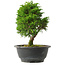 Juniperus chinensis Itoigawa, 25 cm, ± 15 jaar oud