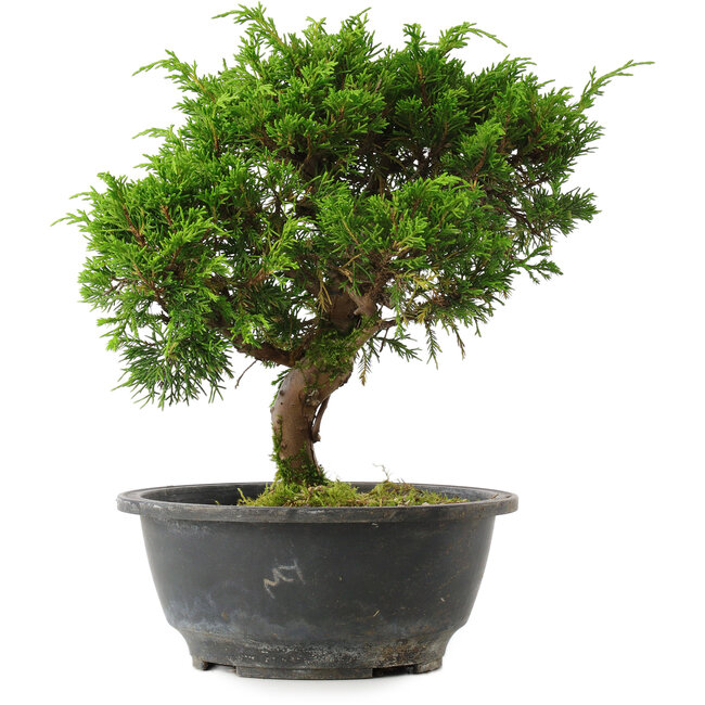 Juniperus chinensis Itoigawa, 25 cm, ± 15 anni