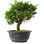 Juniperus chinensis Itoigawa, 25 cm, ± 15 jaar oud