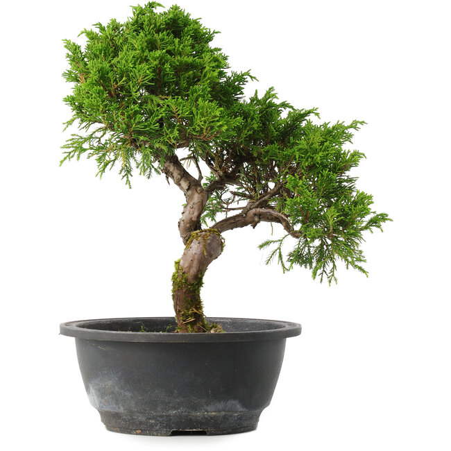Juniperus chinensis Itoigawa, 30,5 cm, ± 15 anni