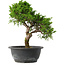 Juniperus chinensis Itoigawa, 30,5 cm, ± 15 jaar oud