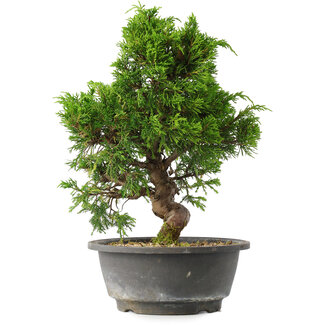 Juniperus chinensis Itoigawa, 30 cm, ± 15 jaar oud