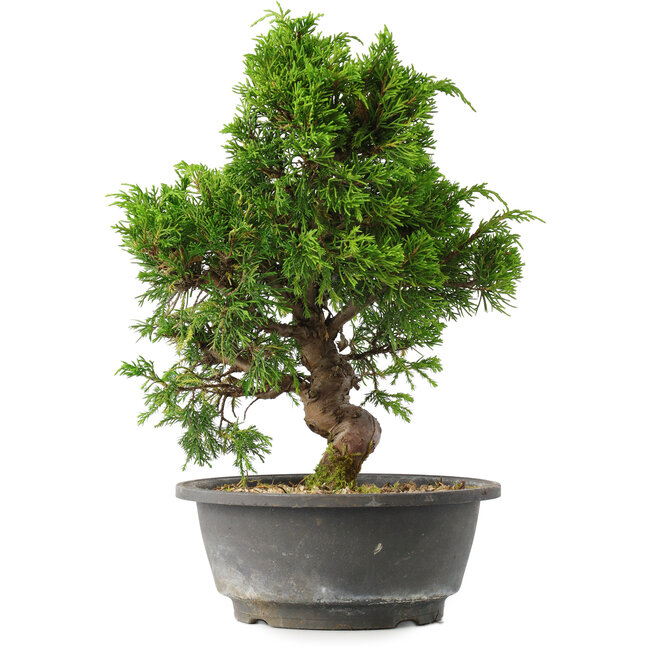 Juniperus chinensis Itoigawa, 30 cm, ± 15 jaar oud