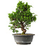 Juniperus chinensis Itoigawa, 30 cm, ± 15 jaar oud