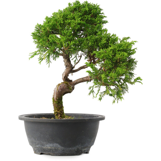 Juniperus chinensis Itoigawa, 30,5 cm, ± 15 ans