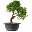 Juniperus chinensis Itoigawa, 30,5 cm, ± 15 jaar oud