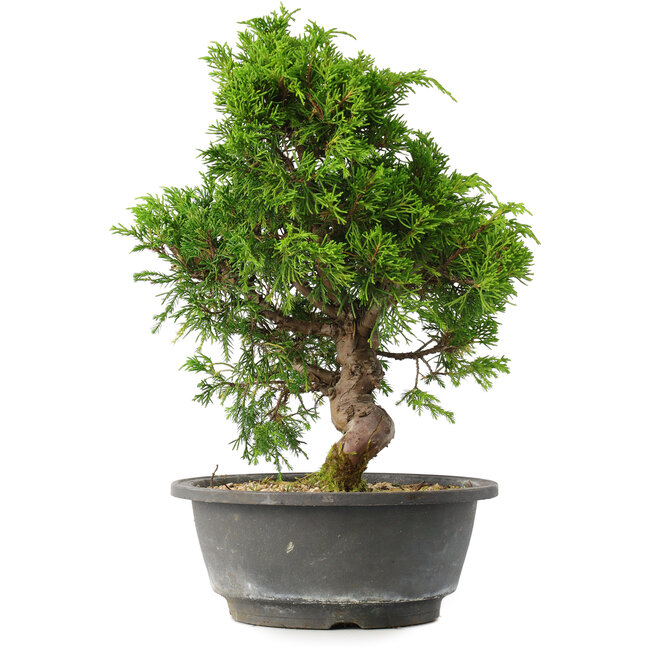 Juniperus chinensis Itoigawa, 30 cm, ± 15 Jahre alt