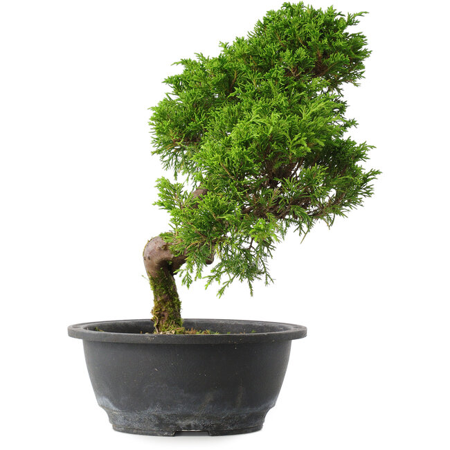 Juniperus chinensis Itoigawa, 30,5 cm, ± 15 ans