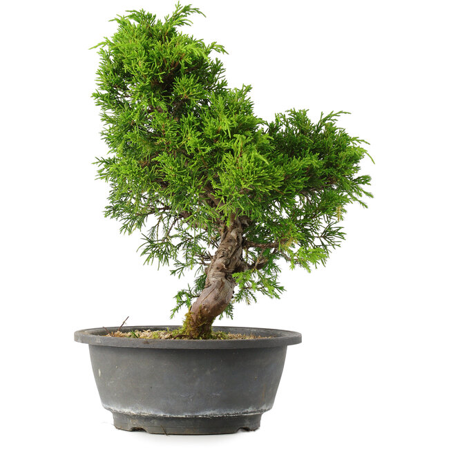 Juniperus chinensis Itoigawa, 30 cm, ± 15 ans