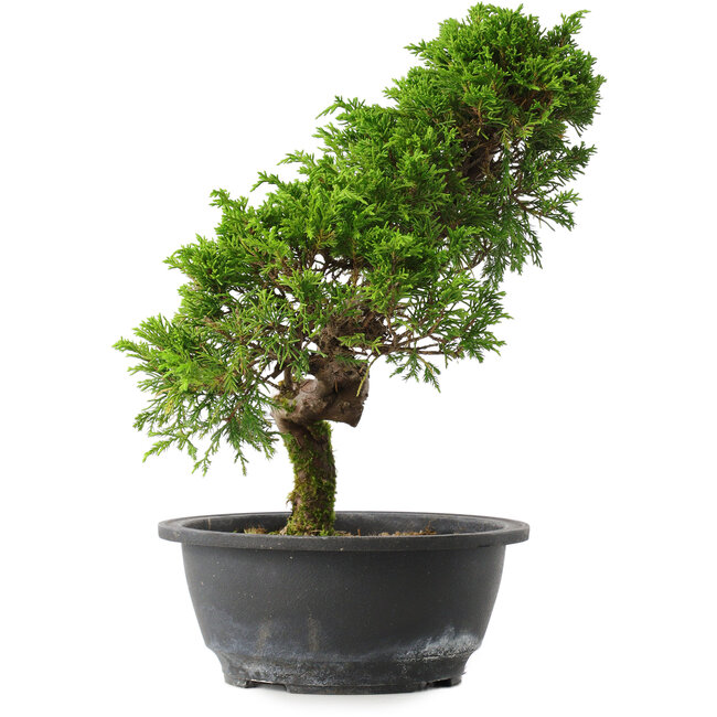 Juniperus chinensis Itoigawa, 30,5 cm, ± 15 jaar oud