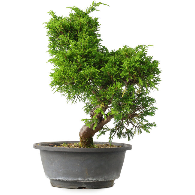 Juniperus chinensis Itoigawa, 30 cm, ± 15 ans