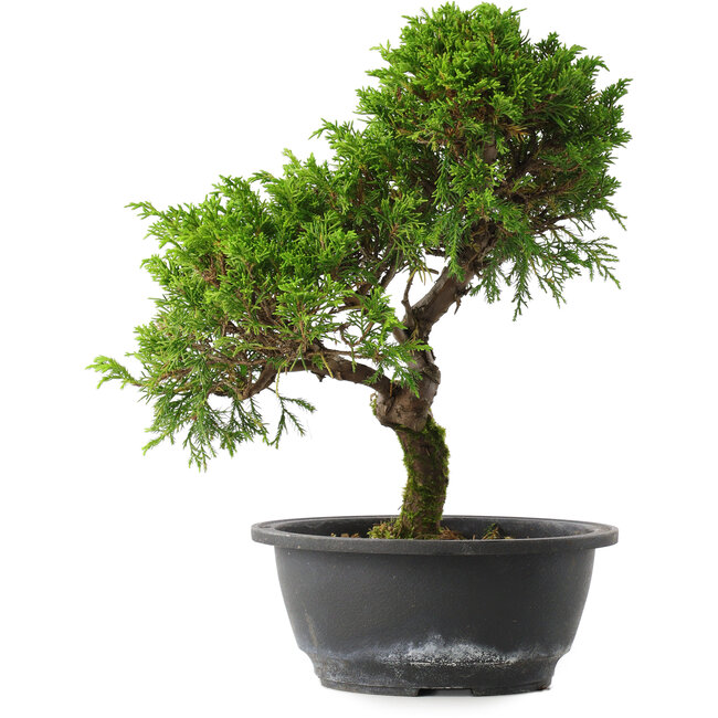 Juniperus chinensis Itoigawa, 30,5 cm, ± 15 jaar oud