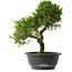 Juniperus chinensis Itoigawa, 30,5 cm, ± 15 jaar oud