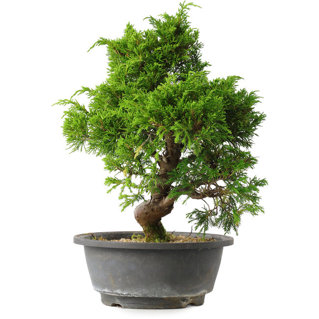 Juniperus chinensis Itoigawa, 30 cm, ± 15 years old