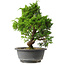 Juniperus chinensis Itoigawa, 30 cm, ± 15 jaar oud