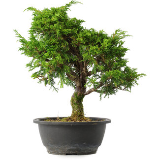 Juniperus chinensis Itoigawa, 31 cm, ± 15 jaar oud