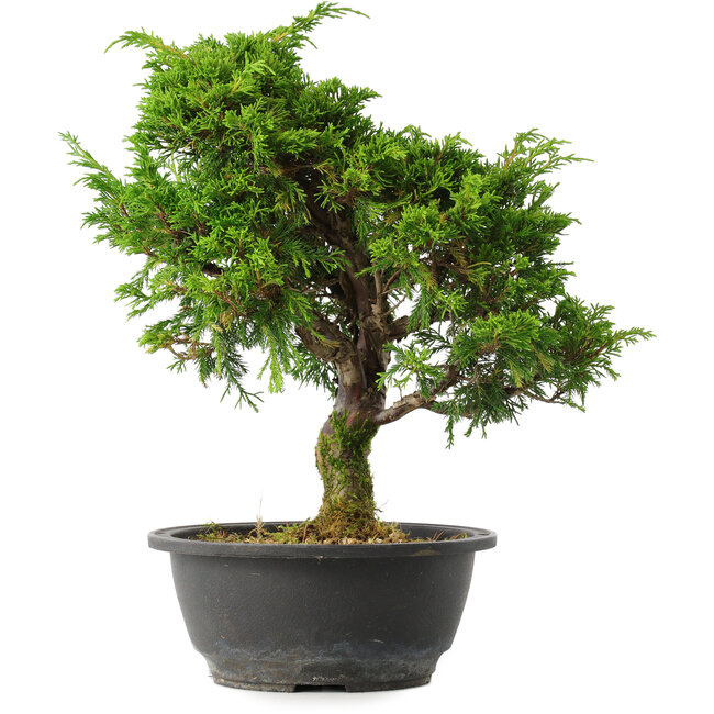 Juniperus chinensis Itoigawa, 31 cm, ± 15 jaar oud