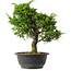 Juniperus chinensis Itoigawa, 31 cm, ± 15 jaar oud