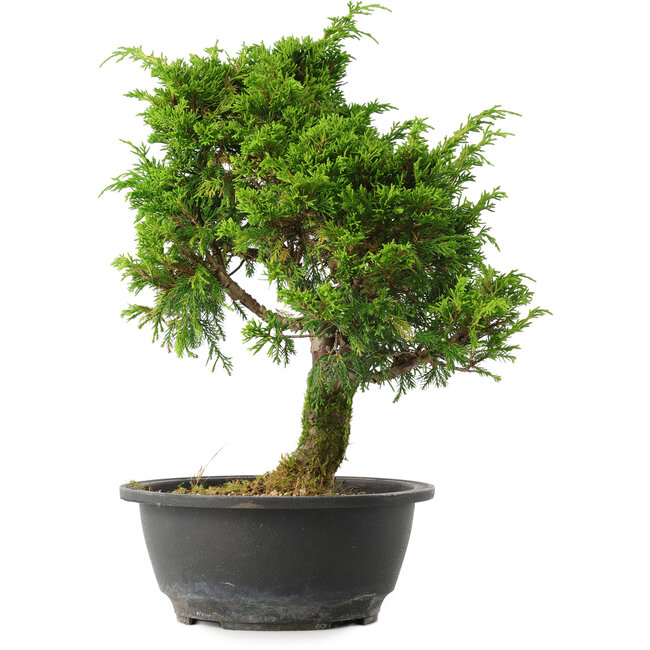Juniperus chinensis Itoigawa, 31 cm, ± 15 jaar oud
