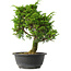 Juniperus chinensis Itoigawa, 31 cm, ± 15 jaar oud