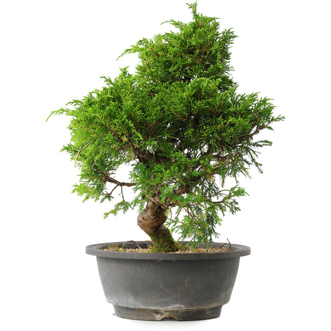 Juniperus chinensis Itoigawa, 30 cm, ± 15 ans